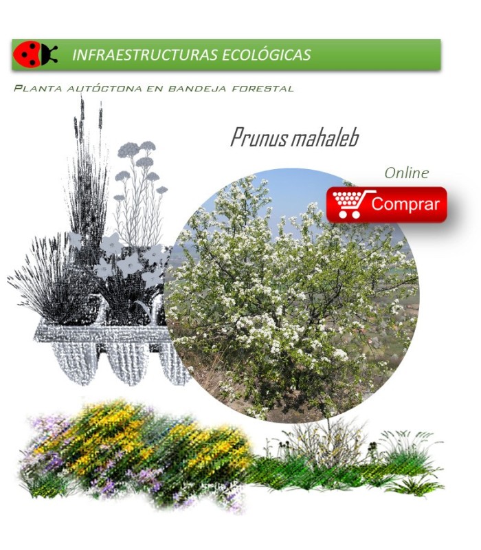 Venta de PRUNUS MAHALEB (Cerezo de Santa Lucía) BF 28/400