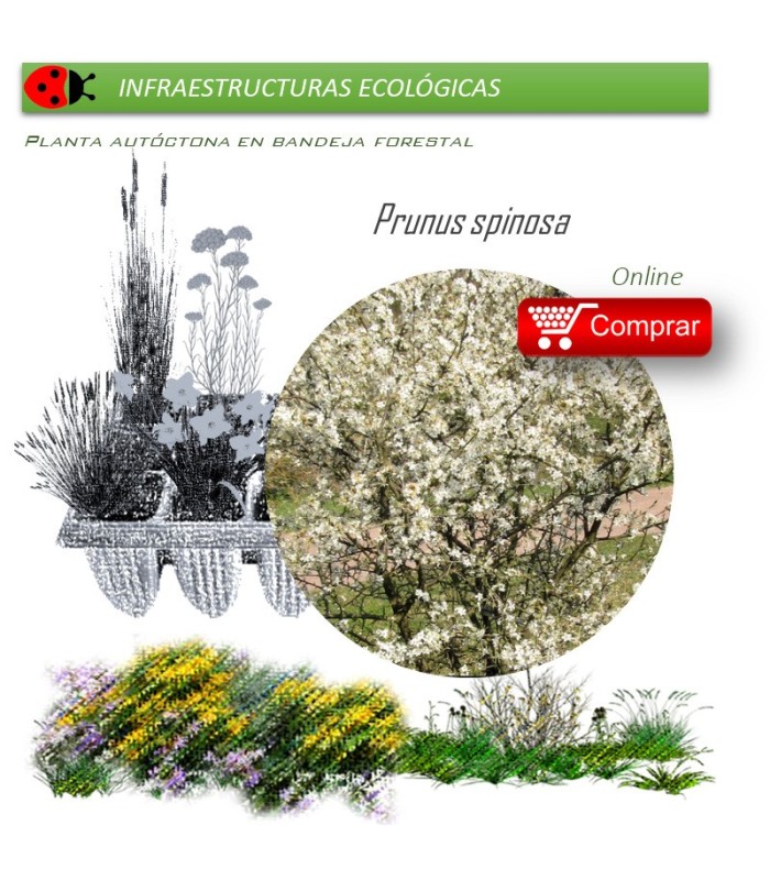 Venta de PRUNUS SPINOSA (Endrino) BF 40/260