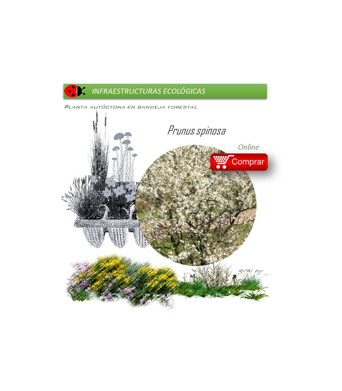 Venta de PRUNUS SPINOSA (Endrino) BF 40/260