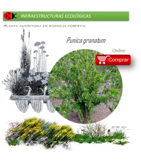Venta de PUNICA GRANATUM (Granado) BF 40/260