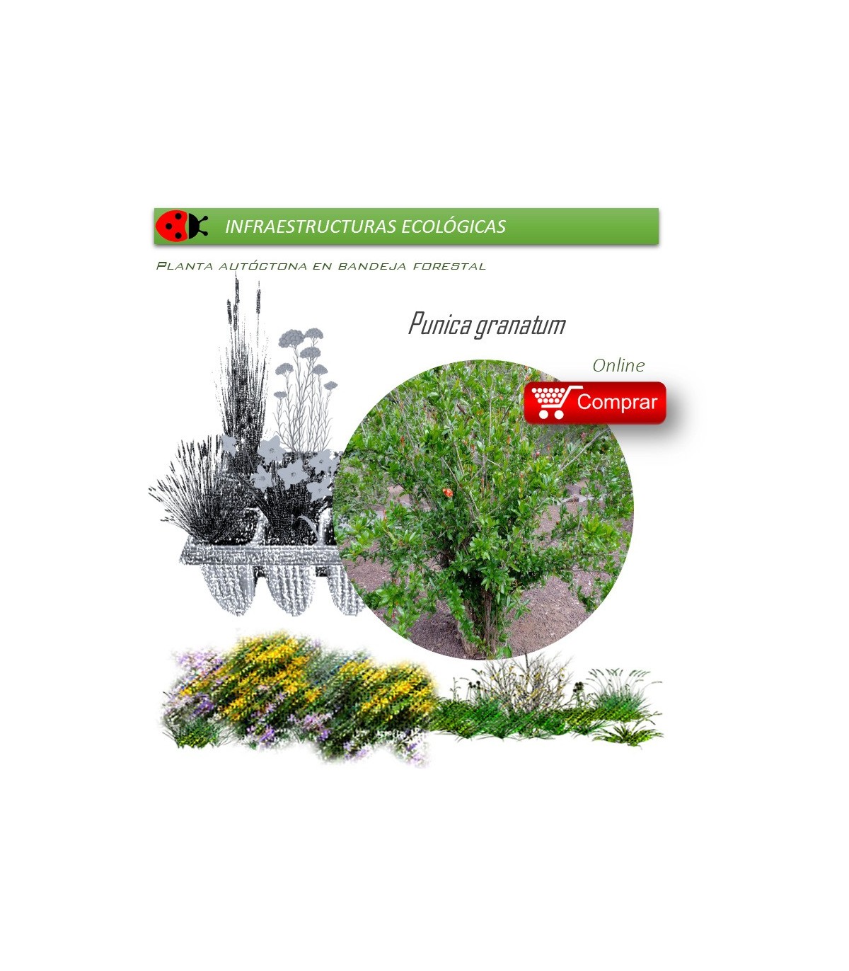 Venta de PUNICA GRANATUM (Granado) BF 40/260