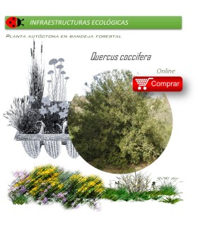 Venta de QUERCUS COCCIFERA (Coscoja) BF 40/260