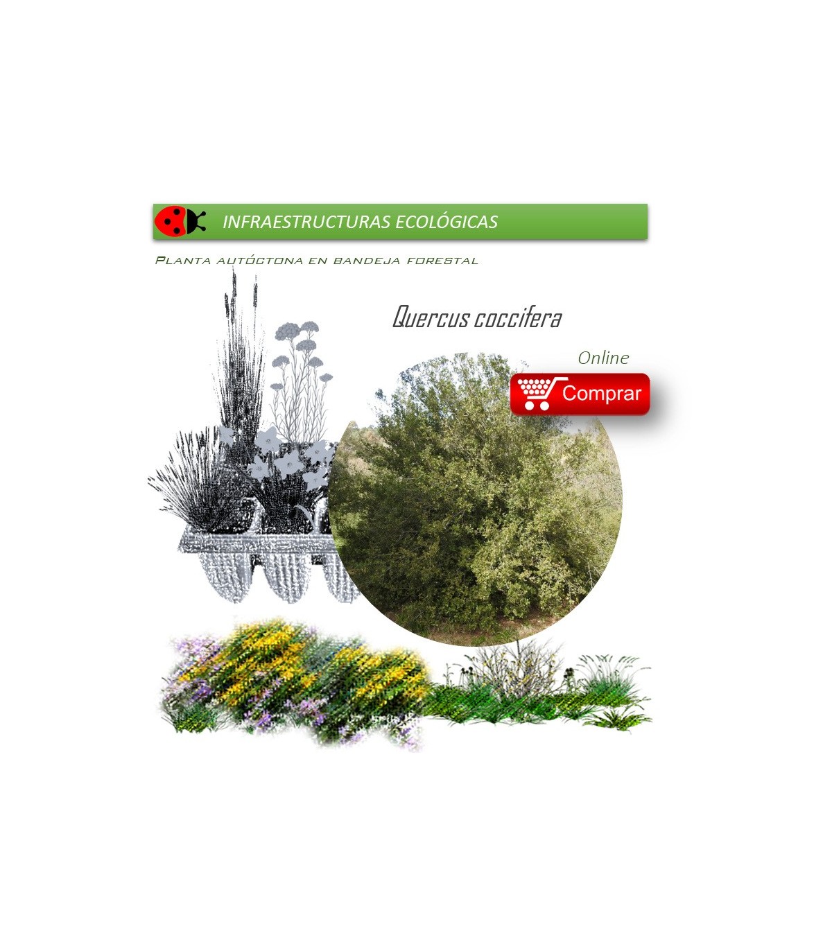 Venta de QUERCUS COCCIFERA (Coscoja) BF 40/260