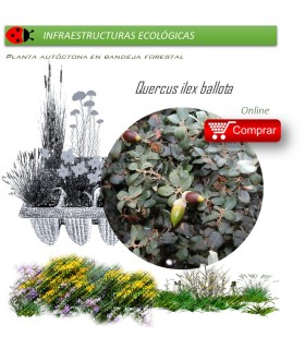 Venta de QUERCUS ILEX BALLOTA (Encina) BF45/220