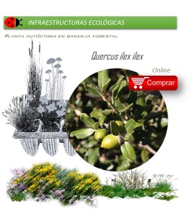 Venta de QUERCUS ILEX ILEX (Encina) BF 45/220