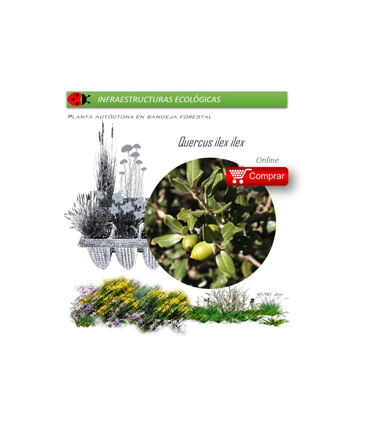 Venta de QUERCUS ILEX ILEX (Encina) BF 45/220