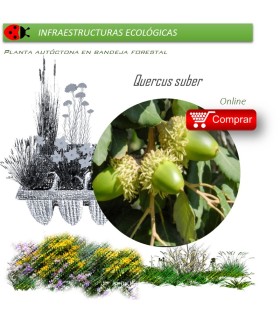 Venta de QUERCUS SUBER (Alcornoque) BF 45/220