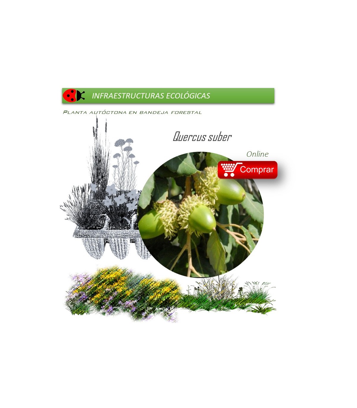 Venta de QUERCUS SUBER (Alcornoque) BF 45/220