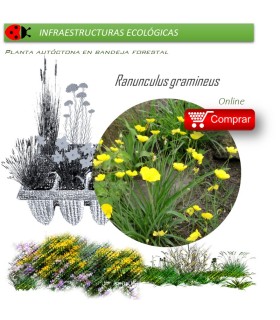 Venta de RANUNCULUS GRAMINEUS (Botón de oro) BF 40/260