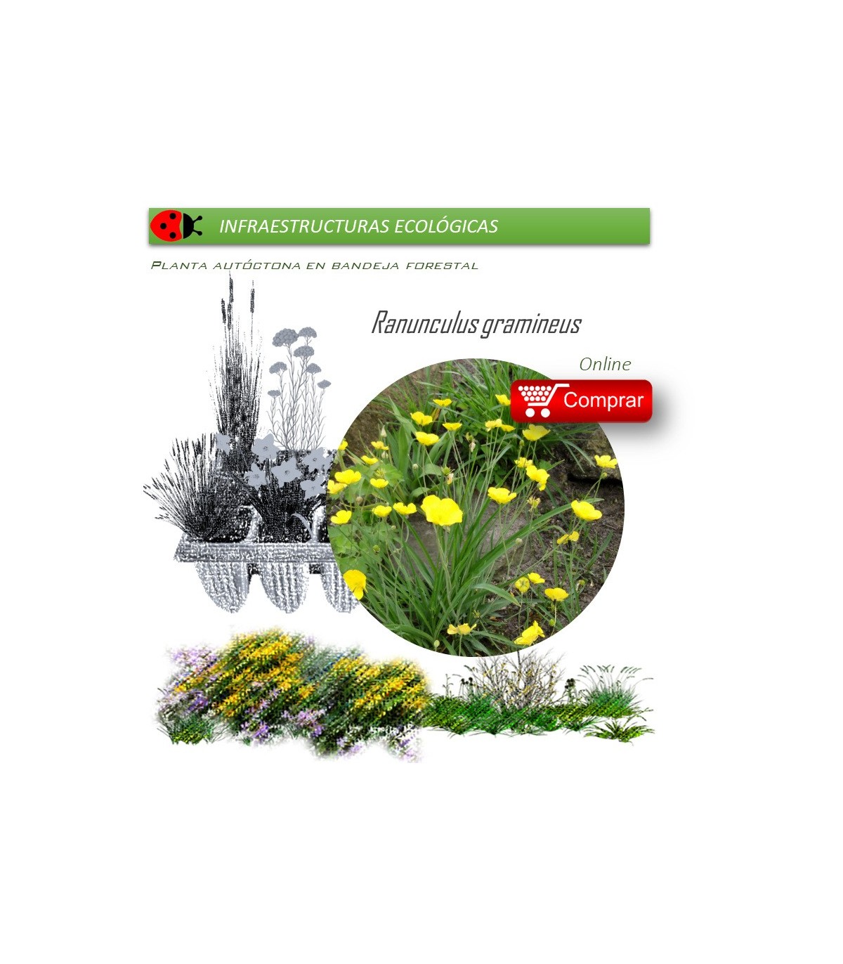 Venta de RANUNCULUS GRAMINEUS (Botón de oro) BF 40/260