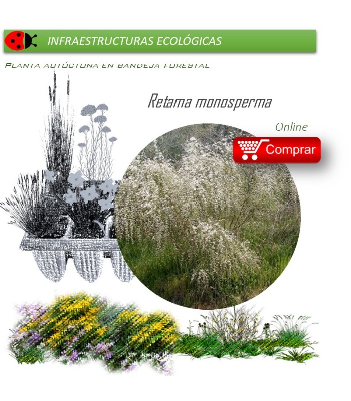 Venta de RETAMA MONOSPERMA (Retama blanca) BF 54/200