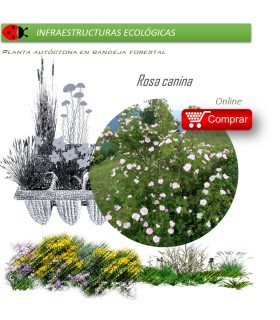 Venta de ROSA CANINA (Rosal silvestre) BF 60/200