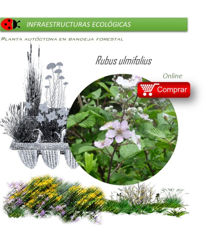 Venta de RUBUS ULMIFOLIUS (Zarzamora) BF 45/220