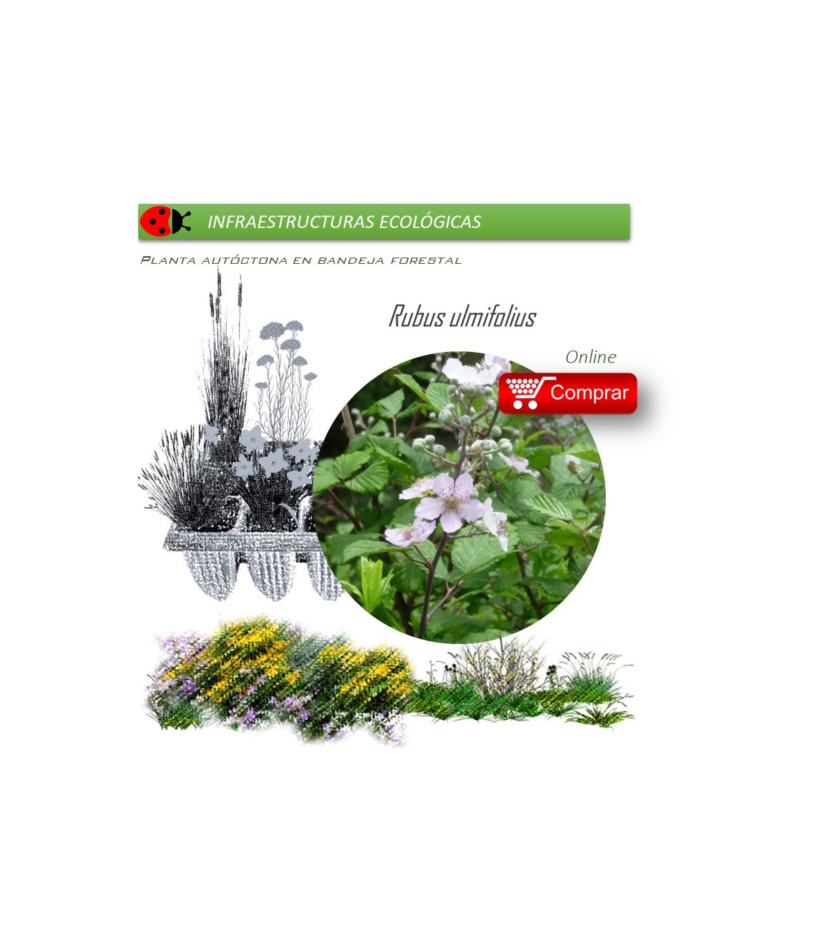 Venta de RUBUS ULMIFOLIUS (Zarzamora) BF 45/220