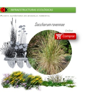 Venta de SACCHARUM RAVENNAE (Cisca) BF 28/400