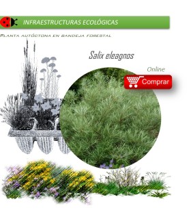 Venta de SALIX ELEAGNOS (Sarga) BF 40/260
