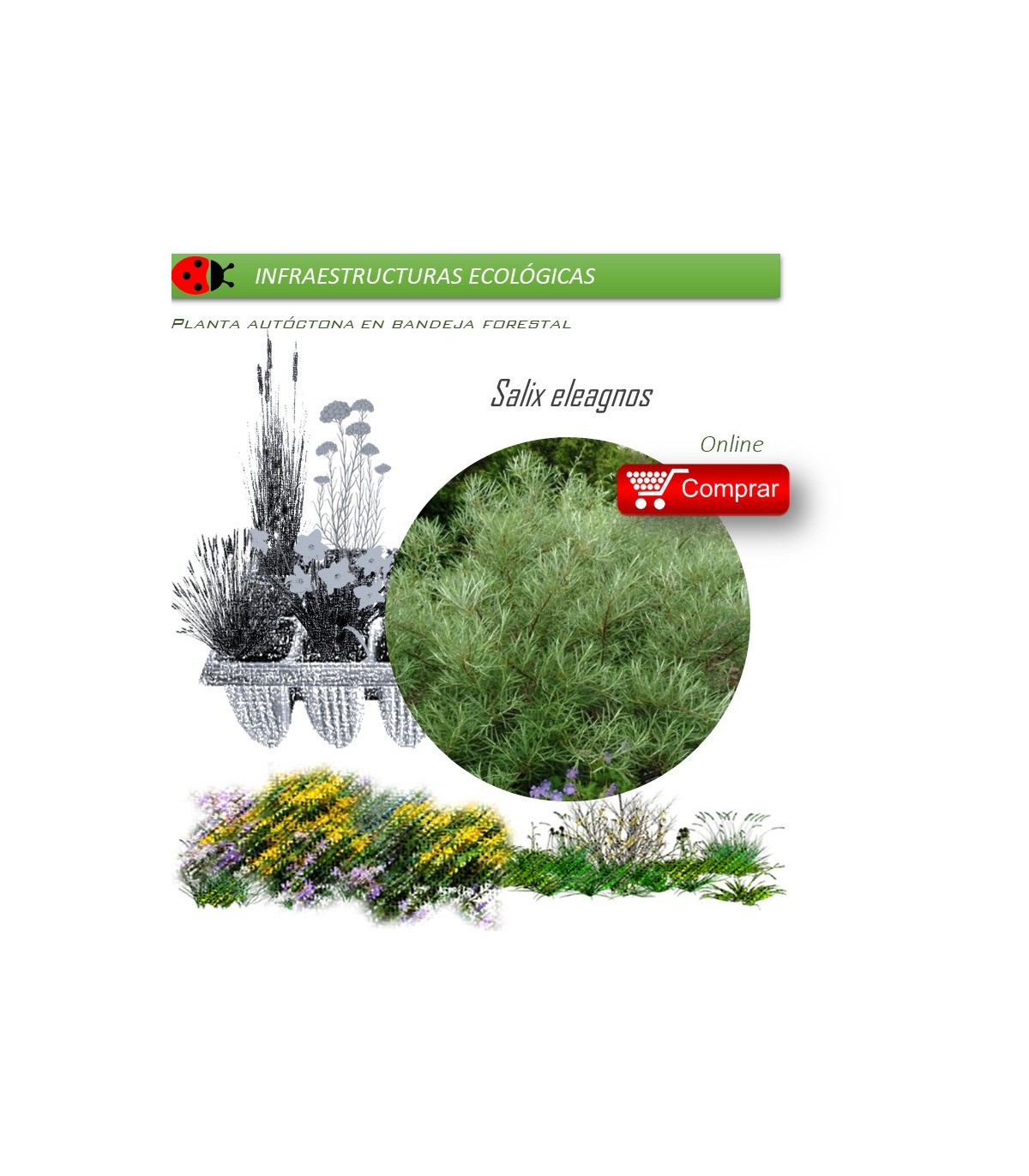 Venta de SALIX ELEAGNOS (Sarga) BF 40/260