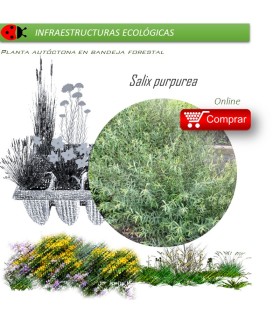 Venta de SALIX PURPUREA (Mimbrera) BF 40/260