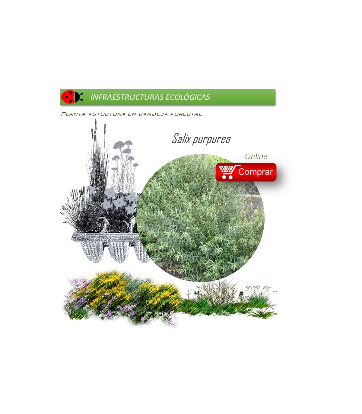 Venta de SALIX PURPUREA (Mimbrera) BF 40/260