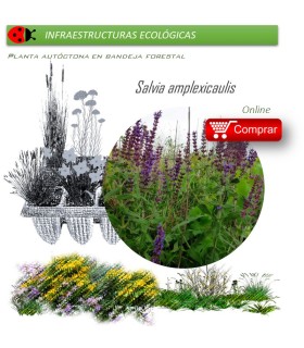 Venta de SALVIA AMPLEXICAULIS (Salvia) BF 40/260