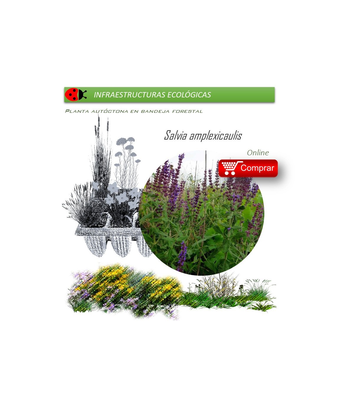 Venta de SALVIA AMPLEXICAULIS (Salvia) BF 40/260