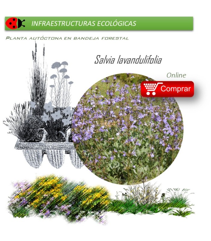 Venta de SALVIA LAVANDULIFOLIA (Salvia de España) BF 40/260