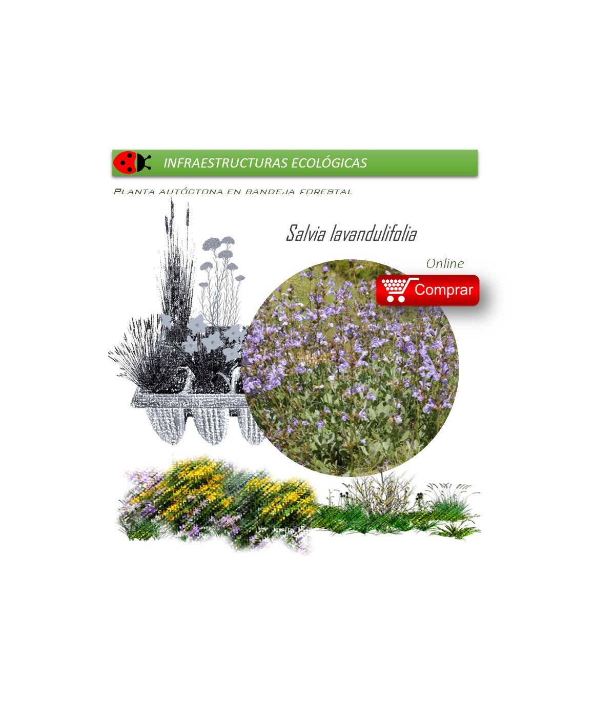 Venta de SALVIA LAVANDULIFOLIA (Salvia de España) BF 40/260