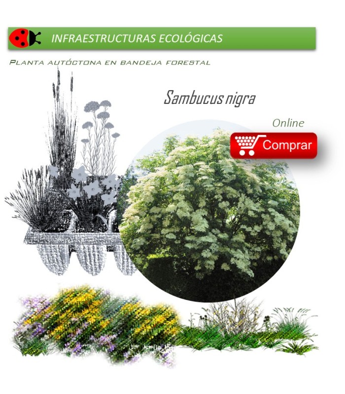 Venta de SAMBUCUS NIGRA (Saúco) BF 28/400