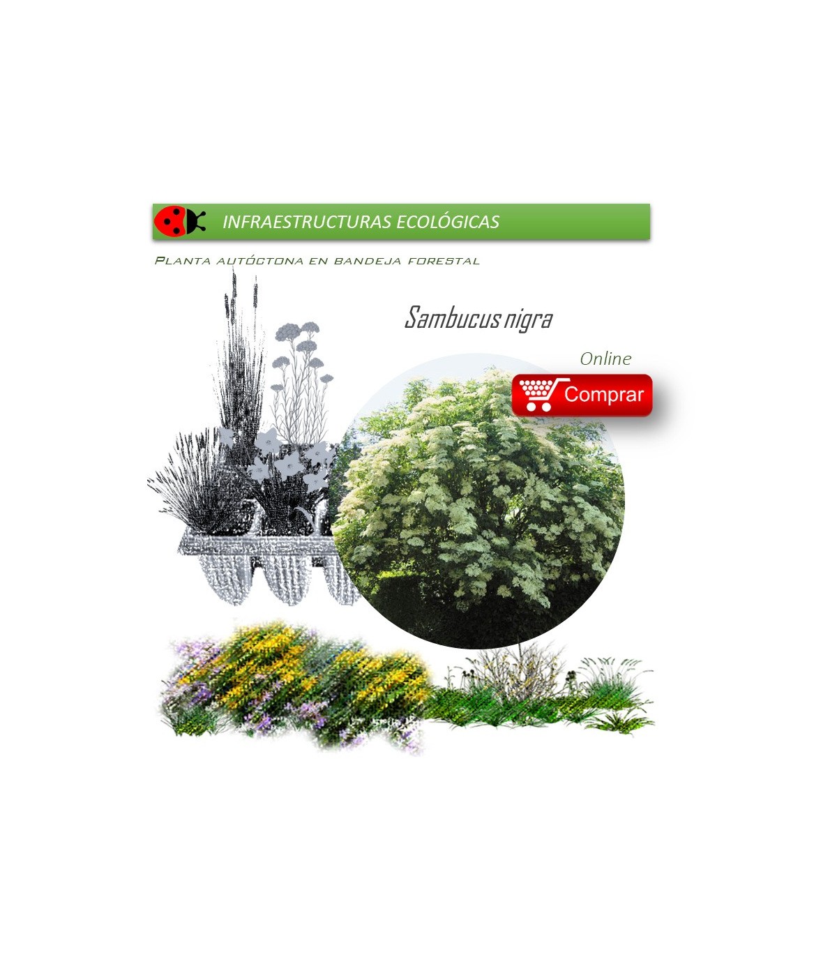 Venta de SAMBUCUS NIGRA (Saúco) BF 28/400