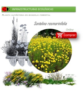 Venta de SANTOLINA ROSMARINIFOLIA (Botonera) BF 45/220
