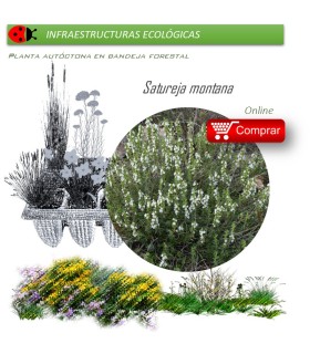 Venta de SATUREJA MONTANA (Ajedrea) BF 40/260
