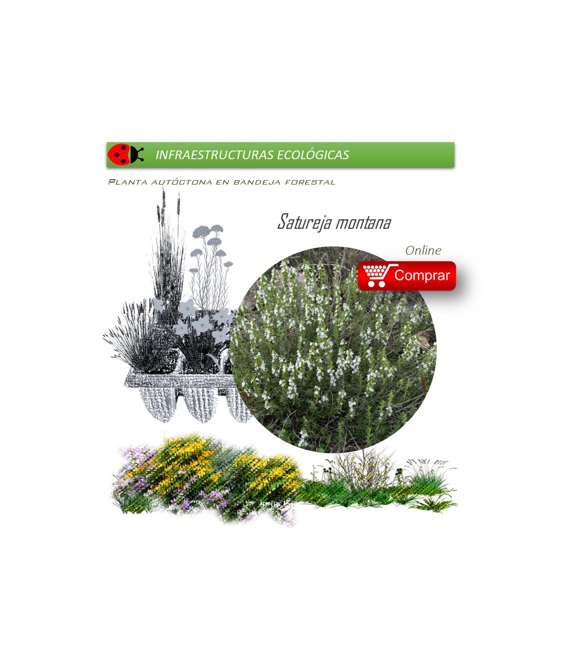 Venta de SATUREJA MONTANA (Ajedrea) BF 40/260