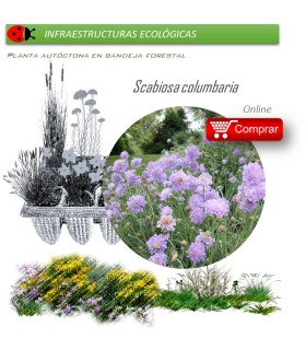 Venta de SCABIOSA COLUMBARIA (Viudita silvestre) BF 40/260