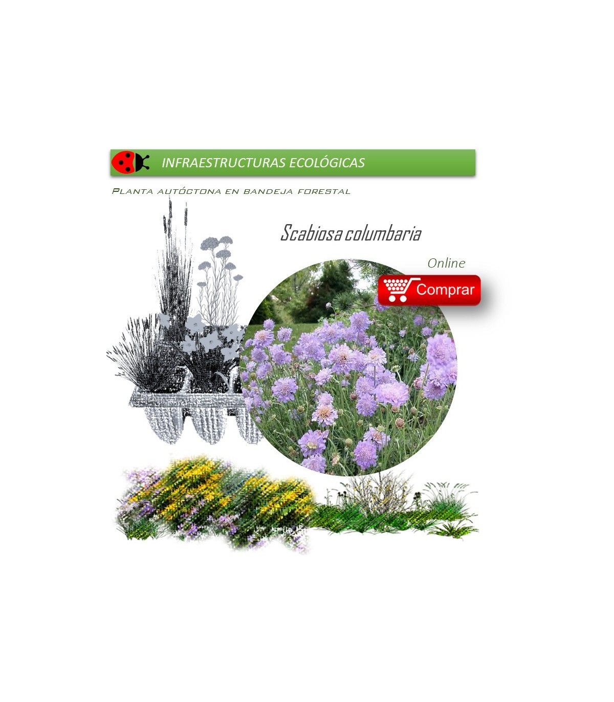 Venta de SCABIOSA COLUMBARIA (Viudita silvestre) BF 40/260