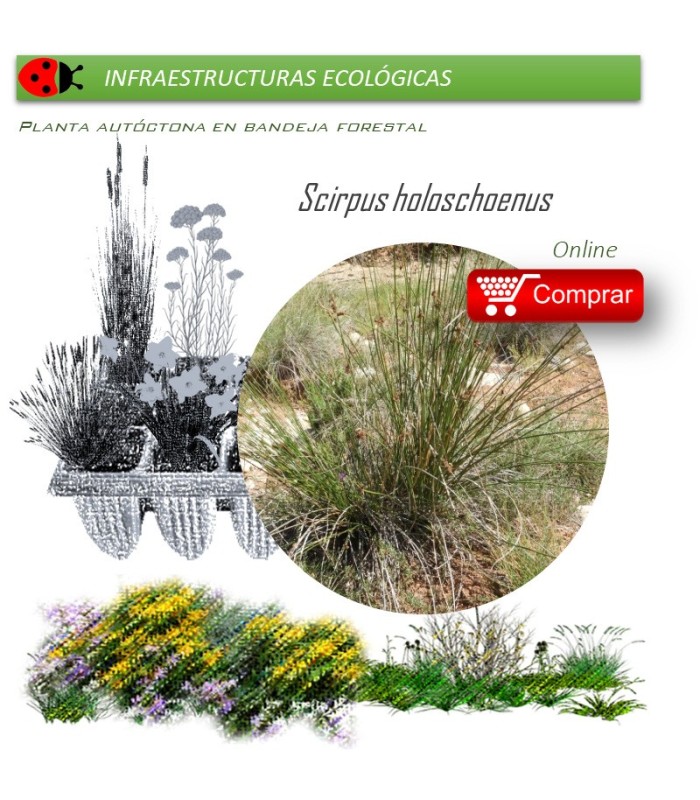 SCIRPUS HOLOSCHOENUS (Junco) BF 40/260