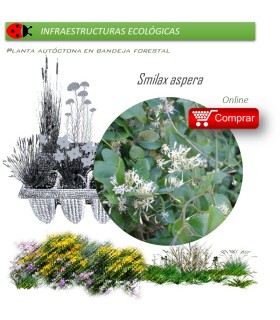 Venta de SMILAX ASPERA (Zarzaparrilla) BF 40/260