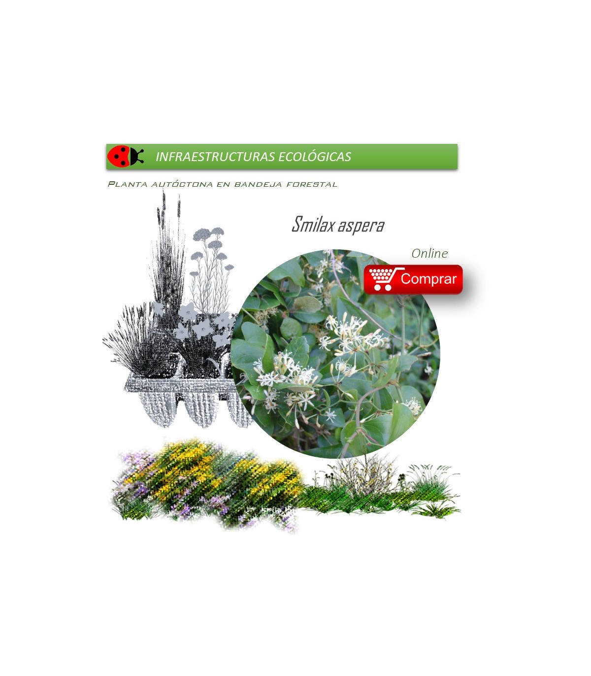 Venta de SMILAX ASPERA (Zarzaparrilla) BF 40/260