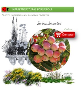 Venta de SORBUS DOMESTICA (Serbal común) BF 45/220