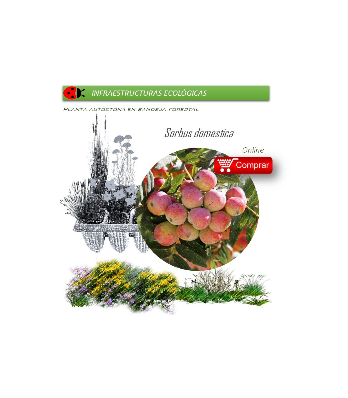 Venta de SORBUS DOMESTICA (Serbal común) BF 45/220