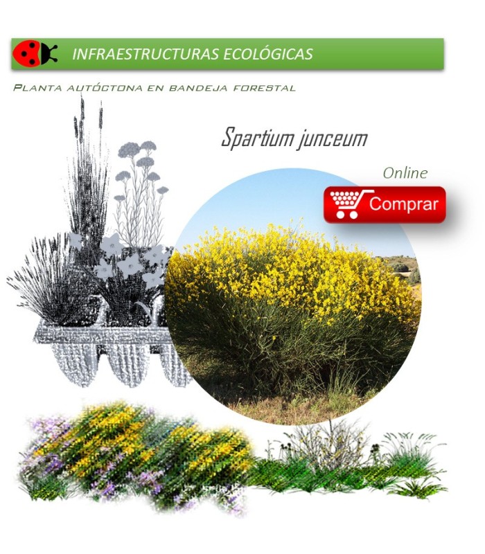 Venta de SPARTIUM JUNCEUM (Gayomba) BF 40/260
