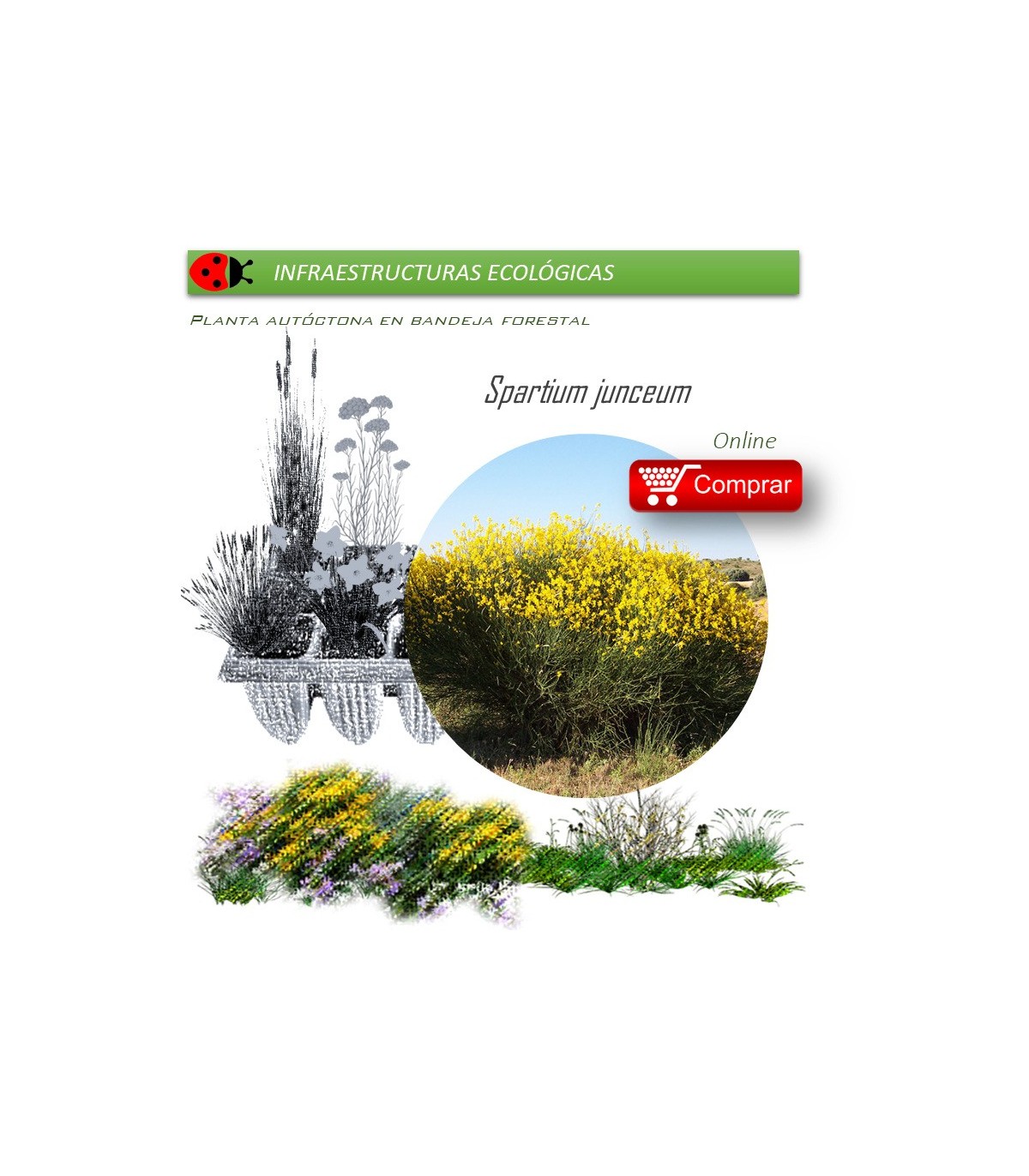 Venta de SPARTIUM JUNCEUM (Gayomba) BF 40/260