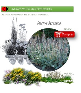 Venta de STACHYS BIZANTINA (Oreja de liebre) BF 40/260