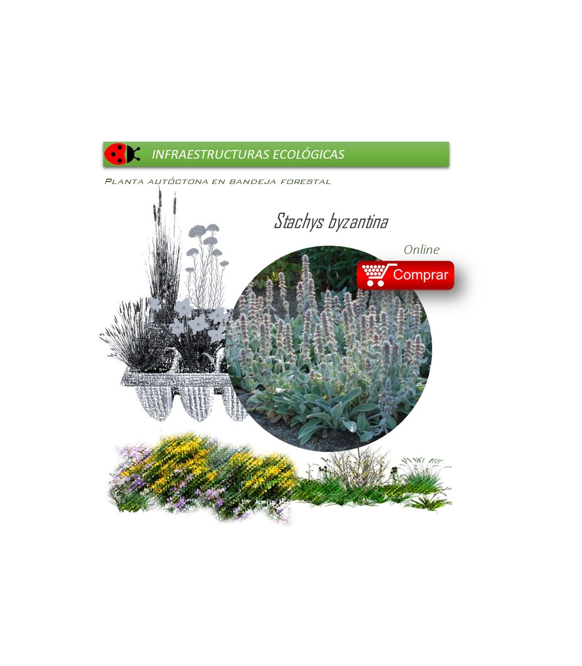 Venta de STACHYS BIZANTINA (Oreja de liebre) BF 40/260