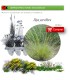 Venta de STIPA PARVIFLORA (Hopillo) BF 40/260