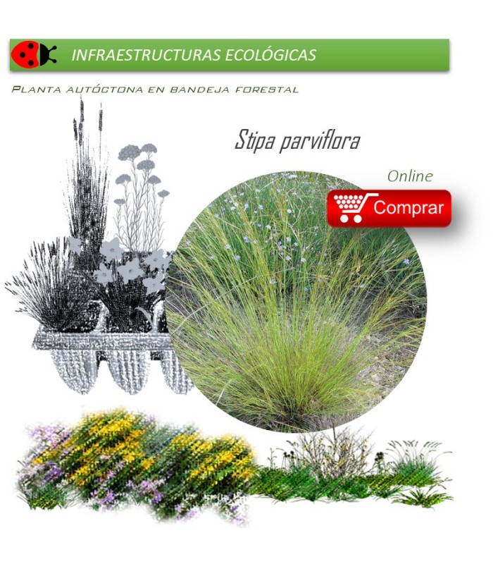 Venta de STIPA PARVIFLORA (Hopillo) BF 40/260