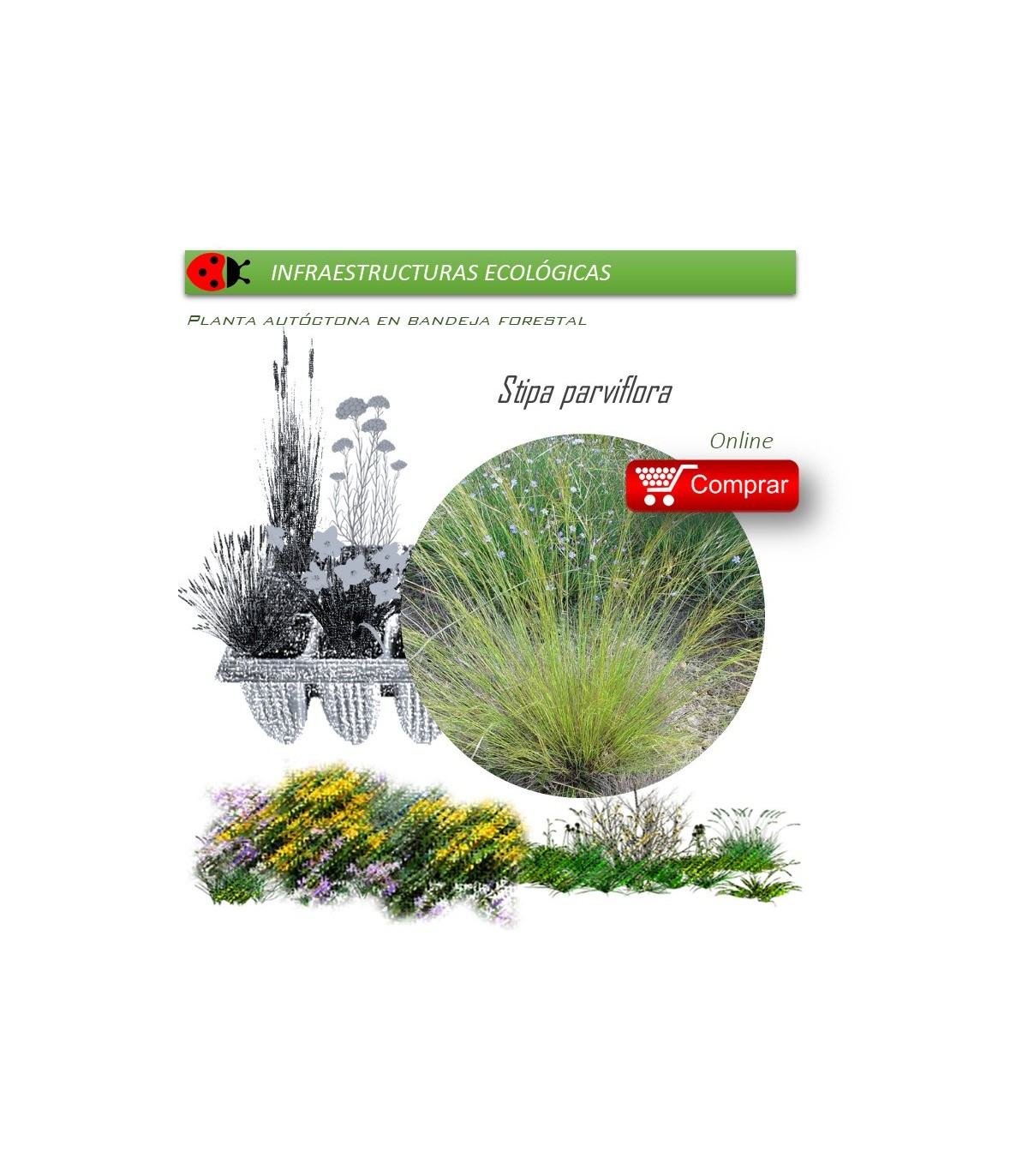 Venta de STIPA PARVIFLORA (Hopillo) BF 40/260