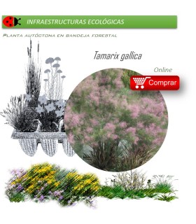Venta de TAMARIX GALLICA (Taray) BF 60/300