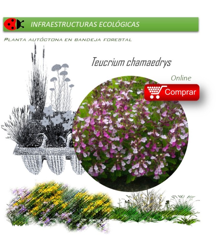 Venta de TEUCRIUM CHAMAEDRYS (Camedrio) BF 40/260