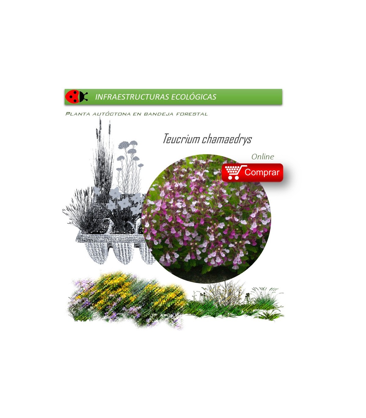 Venta de TEUCRIUM CHAMAEDRYS (Camedrio) BF 40/260