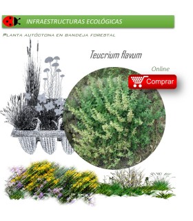 Venta de TEUCRIUM FLAVUM (Teucrio amarillo) BF 40/260